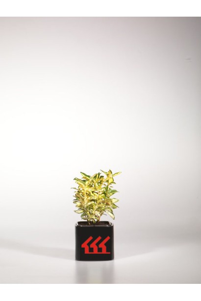 Бруслина japonicus ’Exstase’ в контейнері п9